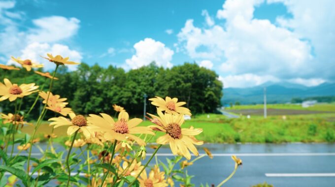 花粉が飛んでいて対策が必要な時期はいつ？